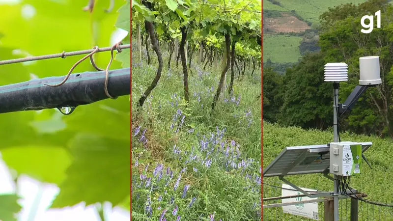 COP-30: Cooperativas do RS mostram como produzir mais com menos químicos e solo preservado