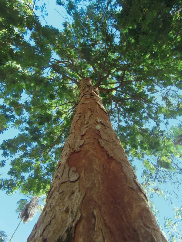 COP20 discute contrabando de pau-brasil para instrumentos musicais