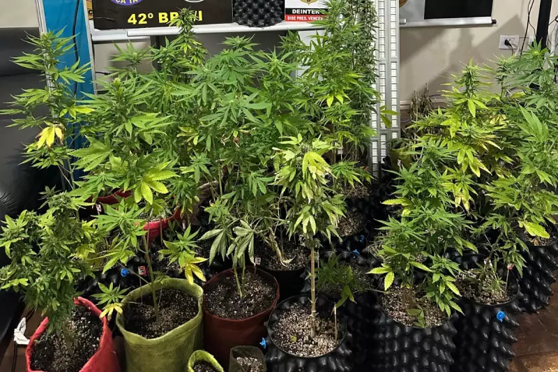 Cultivo Ilegal na Região: Polícia Desmonta Estufa de Maconha com Mais de 40 Plantas em SP