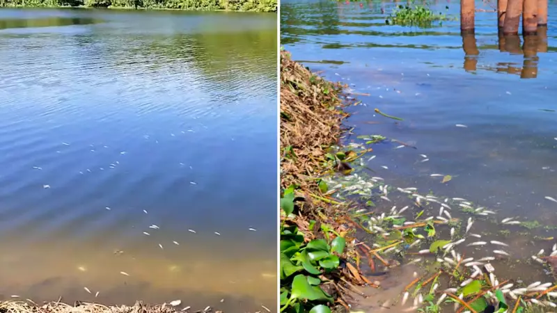 Dia do Rio: Mortandade de peixes no Rio Poti alerta para poluição