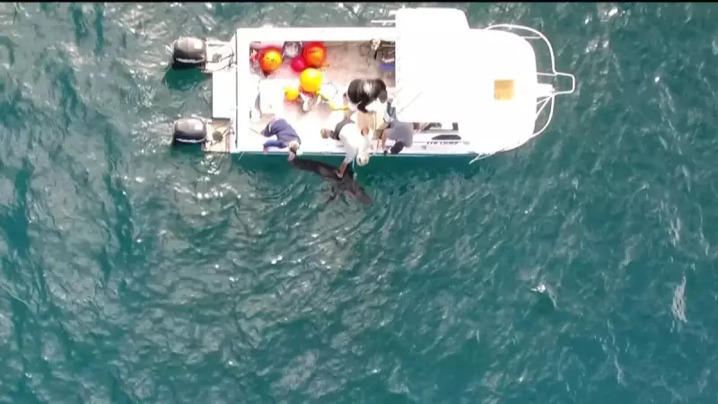 Drones Vigiam Praias Australianas: Tecnologia de Ponta Contra Ataques de Tubarão