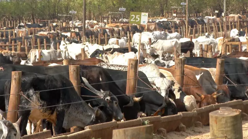 Embrapa lança certificação de carne sustentável na COP30