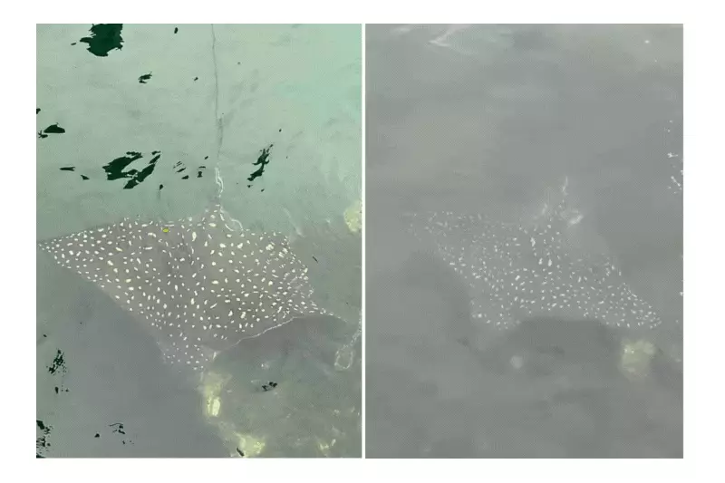 Encontro Inesperado: Raia Chita Gigante Surpreende Guardas no Porto de Santos