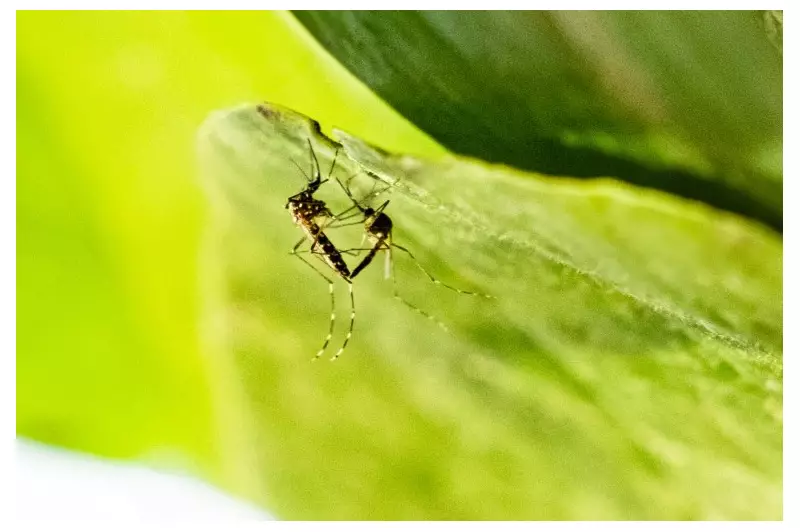 Esperma fluorescente revela: fêmeas controlam o sexo entre mosquitos em descoberta científica