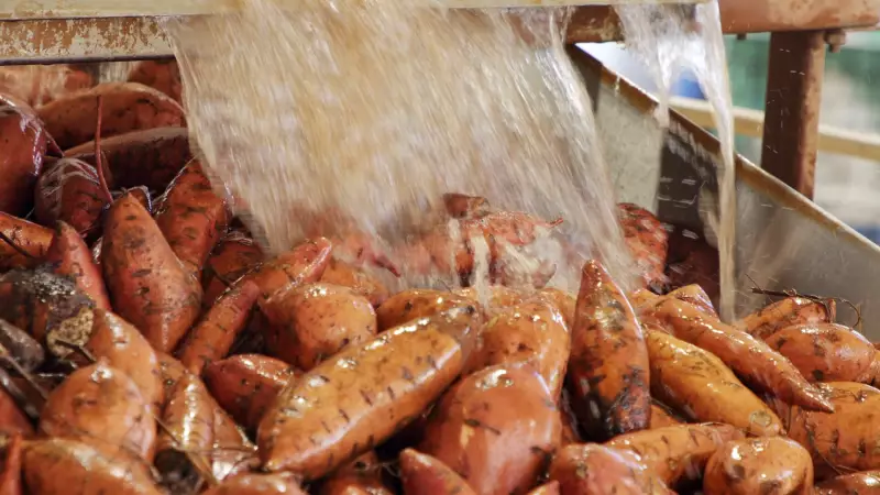 Estiagem Devasta Lavouras de Batata-Doce no Oeste Paulista: Produção Despenca e Preços Disparam