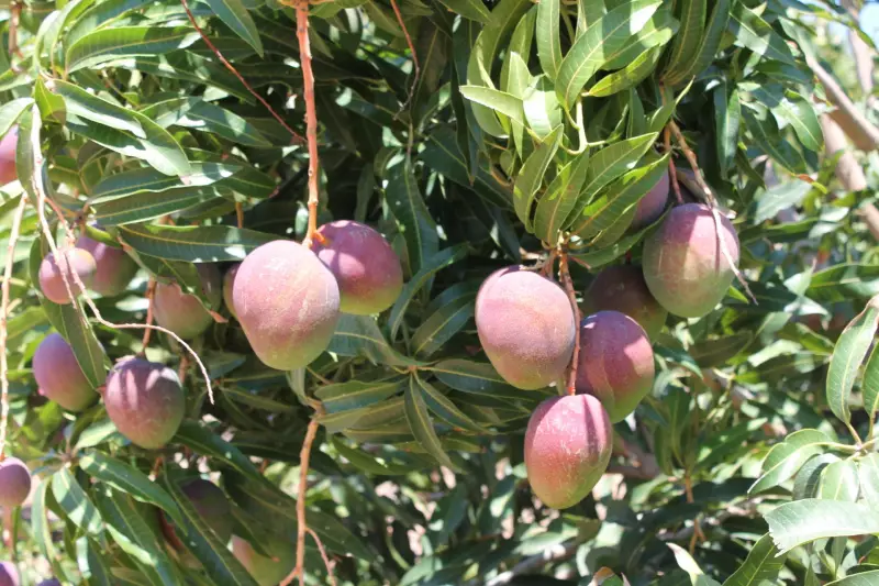 Exportação de Manga: Workshop Gratuito em Petrolina Discute Oportunidades e Desafios do Mercado Internacional