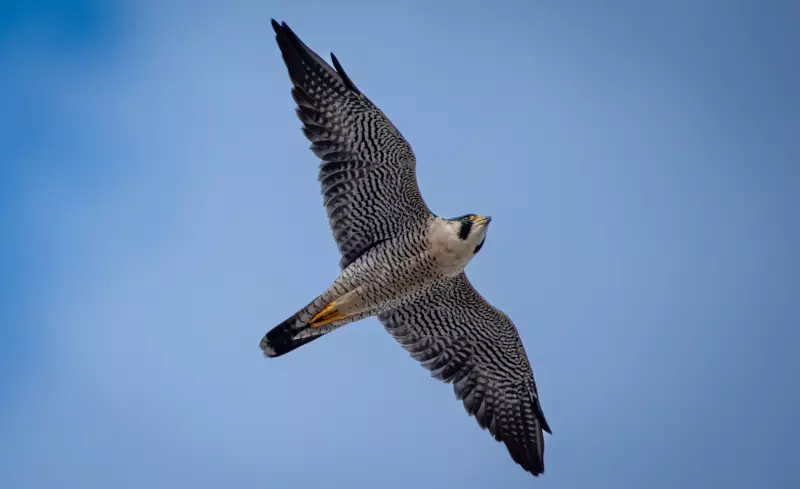 Falcão-peregrino: ave mais rápida do mundo é observada em SP desde 2023