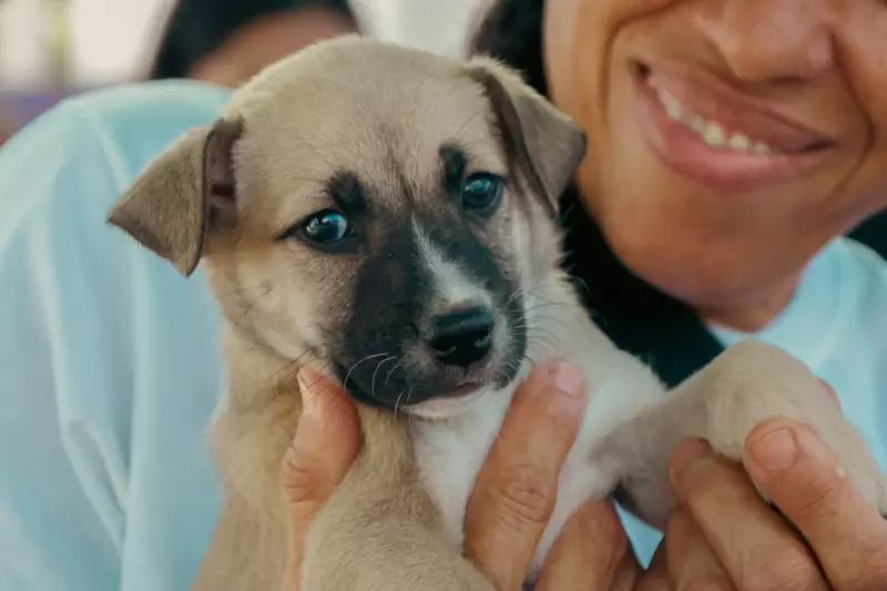 Feira de adoção em Caruaru: cães e gatos buscam novos lares