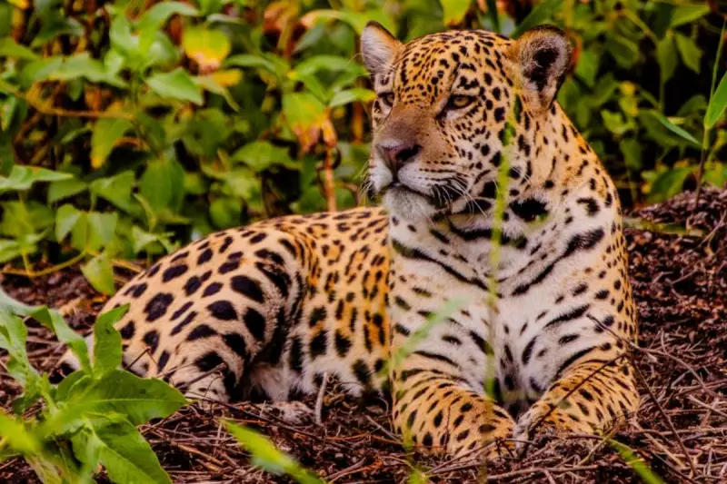 Feirão Fit Turismo 2025 oferece até 20% de desconto em pacotes para MT