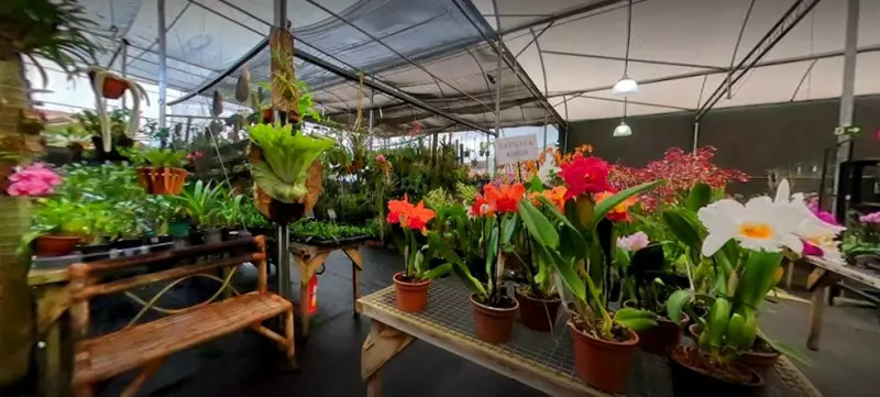 Festival de Orquídeas em Valinhos: 11ª edição encanta com exposição gratuita e premiação