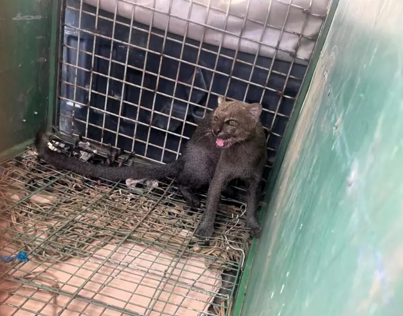Filhote de jaguarundi é resgatado em garagem de casa em Cuiabá