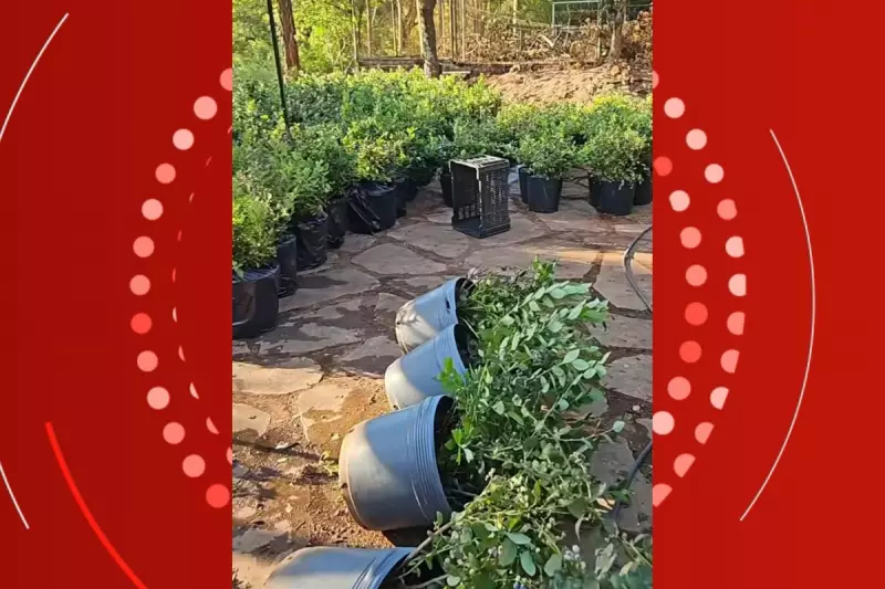 Fiscalização em MT destrói mudas de frutas vermelhas: empreendedora itinerante perde investimento