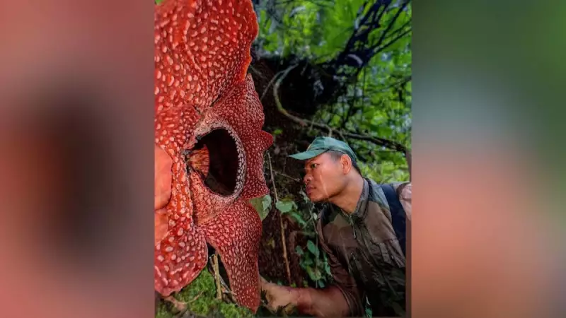 Flor gigante rara emociona pesquisadores na Indonésia após 13 anos