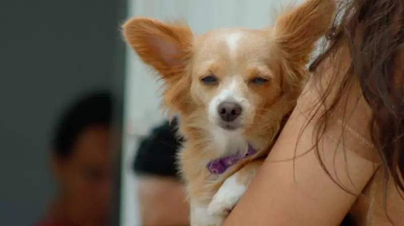 Garanhuns oferece vacinação antirrábica GRATUITA: confira locais e datas