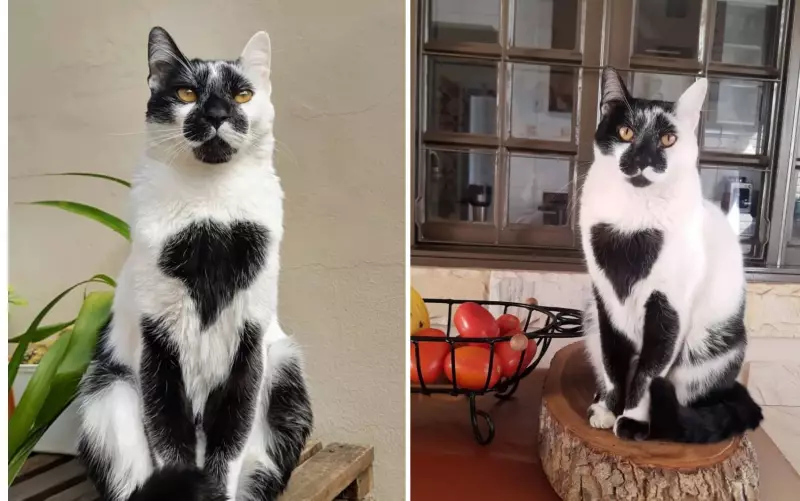 Gato goiano conquista corações e é eleito o mais bonito do Brasil em 2025