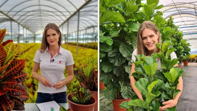 Gunnewiek: O pedaço da Holanda no interior de SP onde quase todos compartilham o mesmo sobrenome