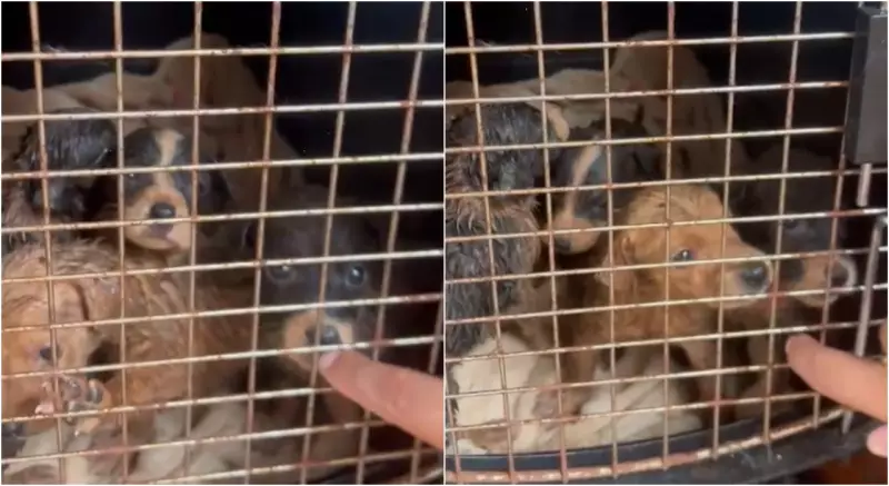 Heróina Anônima: Mulher Resgata 9 Cães de Maus-Tratos Chocantes em Várzea Paulista