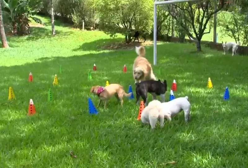 Hotel para animais condenado a pagar R$ 20 mil por sumiço de cachorra