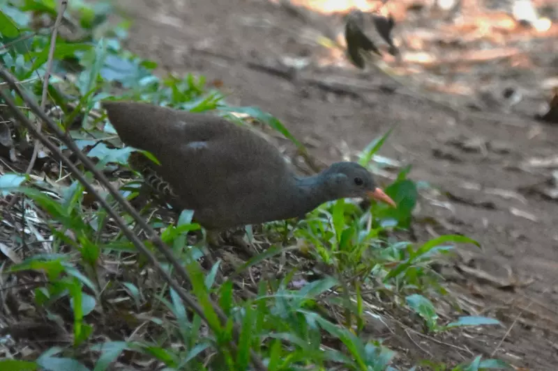 Inhambú-chintã é registrado pela 1ª vez na Mata de Santa Genebra em Campinas