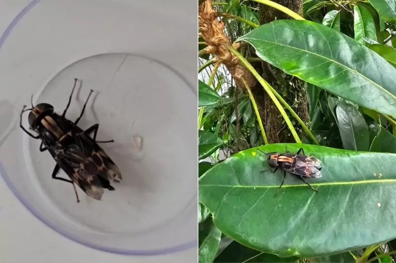 Inseto Gigante Assusta Morador em Santos: Conheça a Mosca Considerada Uma das Maiores do Mundo