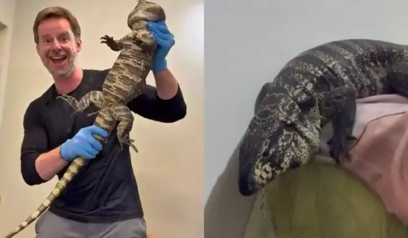 Invasão Inusitada: Lagartos Gigantes Surpreendem Moradores em SC e Paralisam Corrida