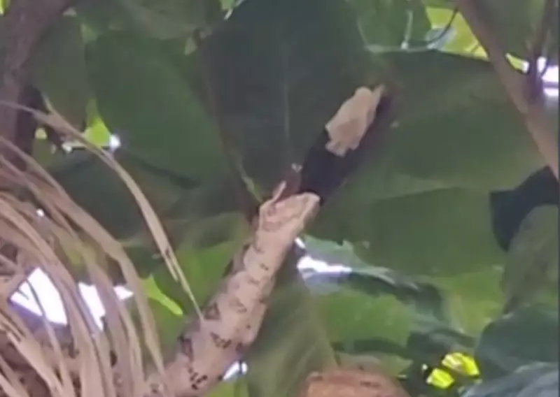 Jiboia é flagrada se alimentando de ave em parque de Aracaju