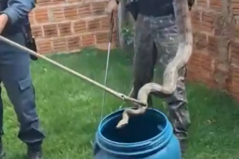 Jiboia é resgatada em casa de Dourados: aumento de animais silvestres