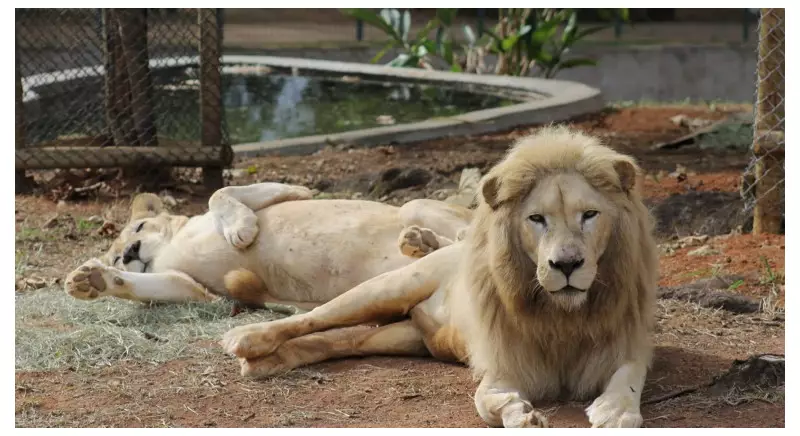 Leoa branca Pretória morre durante procedimento no Zoológico de BH