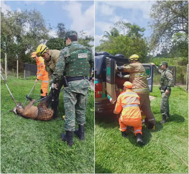 Lobo é resgatado após ficar preso em tela de galinheiro em Brumadinho