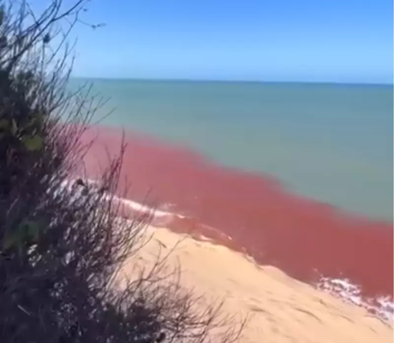 Maré Vermelha: Fenômeno Natural Transforma as Águas de Pipa em um Espetáculo da Natureza no RN