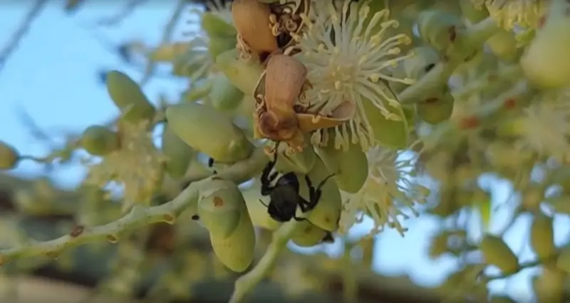Meliponicultura: ribeirinhos e indígenas do AM aprendem criação de abelhas sem ferrão