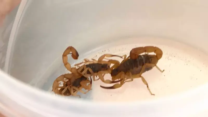 Menina de 10 anos morre após picada de escorpião em Araponga