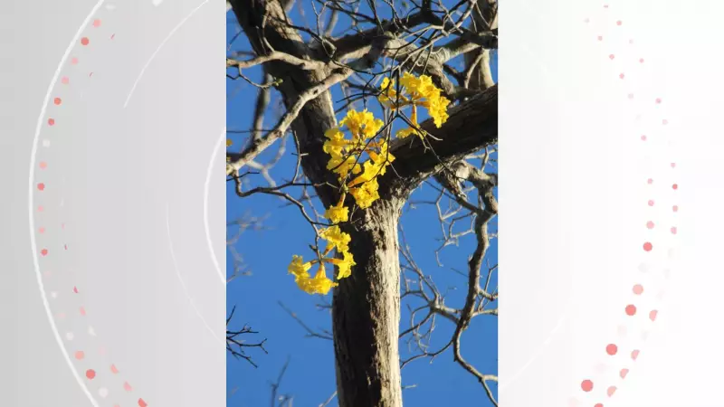 Monitoramento de papagaio raro revela nova população de ipê-amarelo no ES