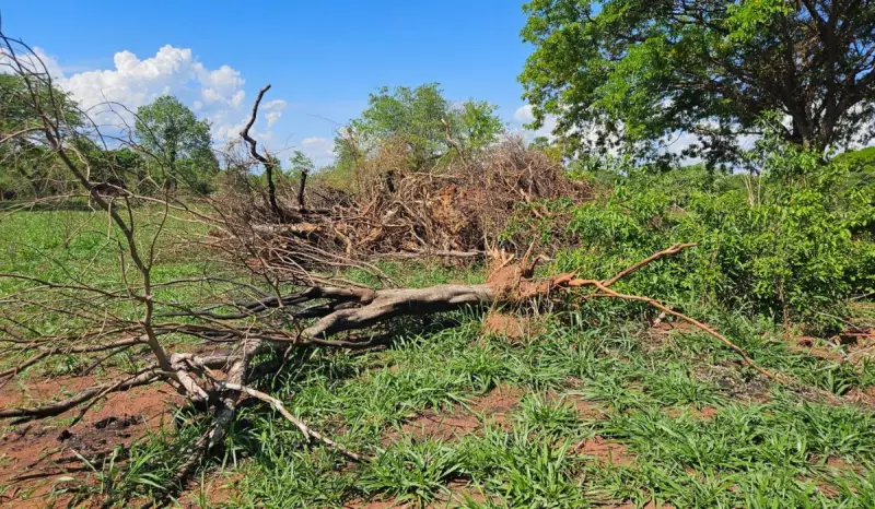 Multa de R$ 66,4 mil por danos ambientais em Presidente Epitácio