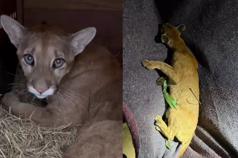 Onça-parda de 25 kg é resgatada de árvore no centro de Paiçandu, PR