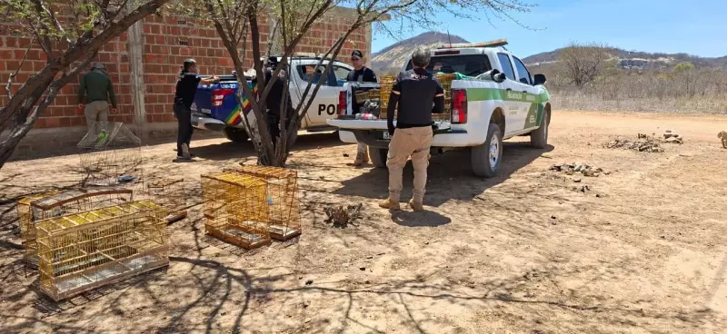Operação Varredura apreende 100 aves e aplica R$ 63 mil em multas