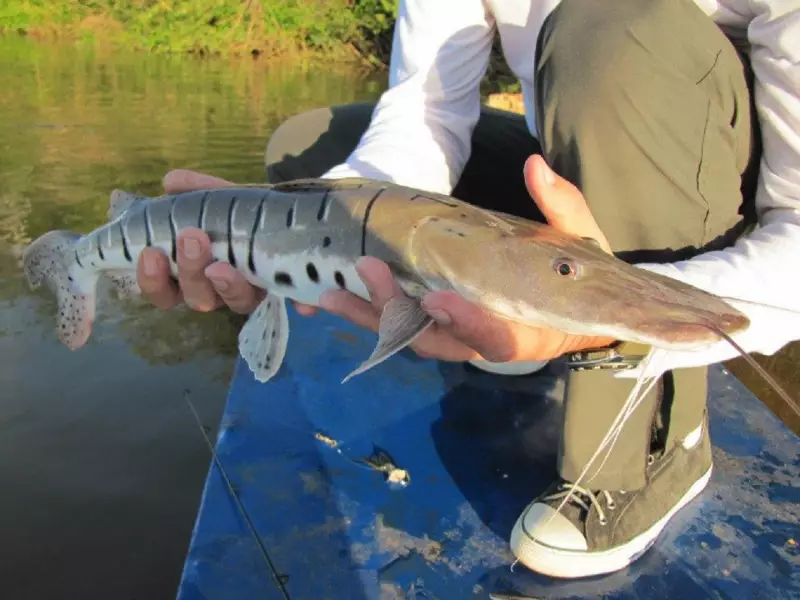 Pescador Leva Multa de R$ 3 Mil Por Publicar Fotos de Pesca Ilegal Durante Piracema no Tocantins