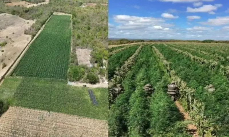PM destrói mais de 200 mil pés de maconha na Bahia com uso de drones