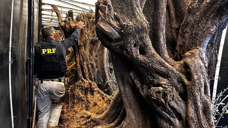 PRF apreende oliveiras centenárias contrabandeadas da Argentina em SP