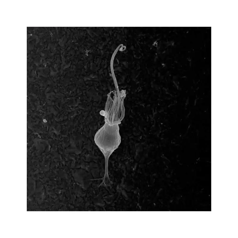 Revelação Científica: A Origem dos Animais e o Momento Crucial que Transformou a Vida na Terra