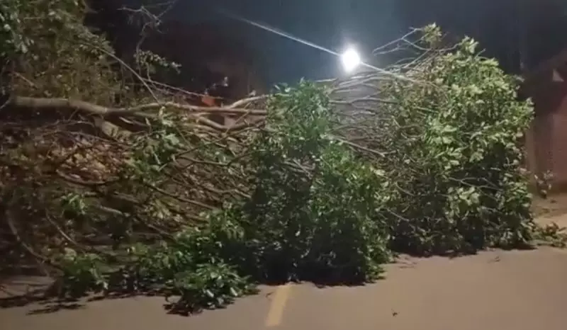 Árvore Desaba Durante Temporal em Campinas: Muro Destruído e Fiação Atingida no Jardim Itaguassu