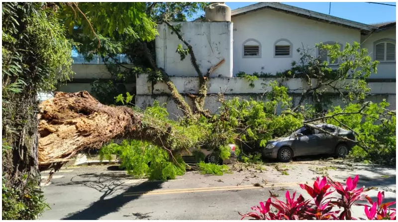 Árvore gigante cai e destrói carros na Zona Sul de SP