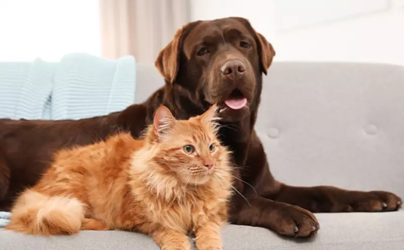 Santos: Donos de pets podem levar multa de até R$ 10 mil por deixar animais sozinhos por mais de 36 horas