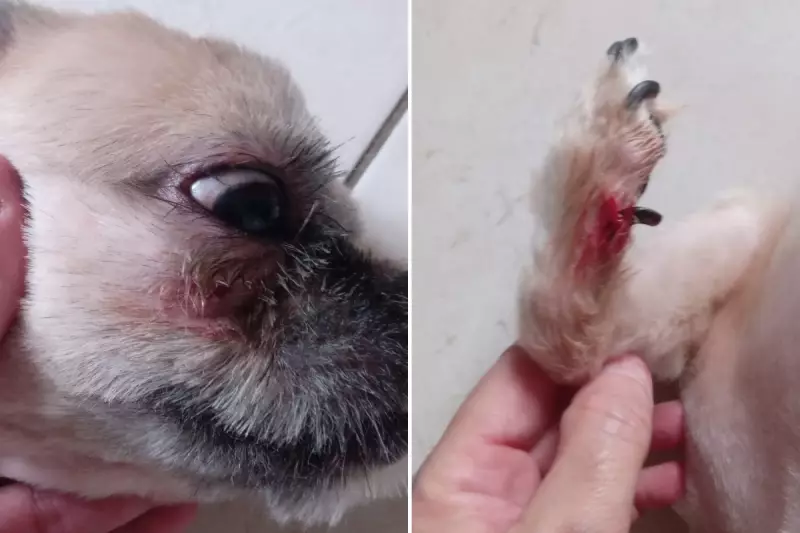 Shih-tzu sofre acidente grave em pet shop do litoral de SP: unha arrancada, pata sangrando e lesão no rosto