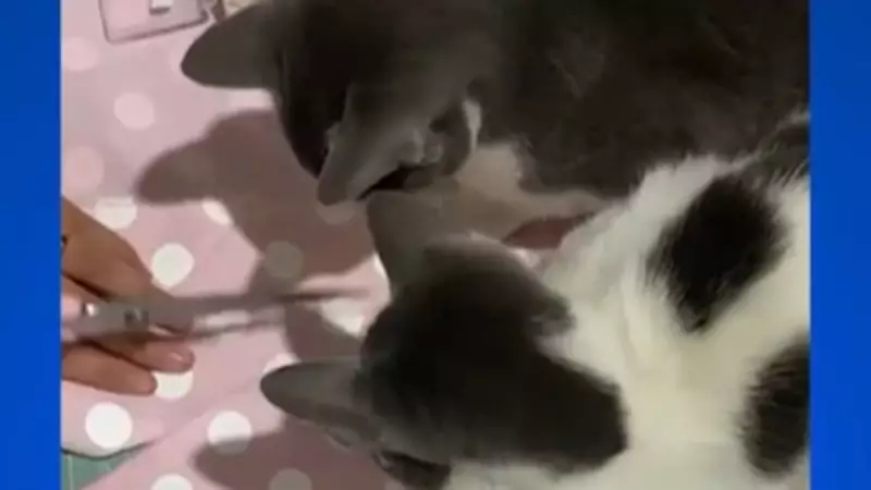 Soltando os Bichos: Os Momentos Mais Engraçados e Inusitados Deste Domingo Que Você Não Pode Perder