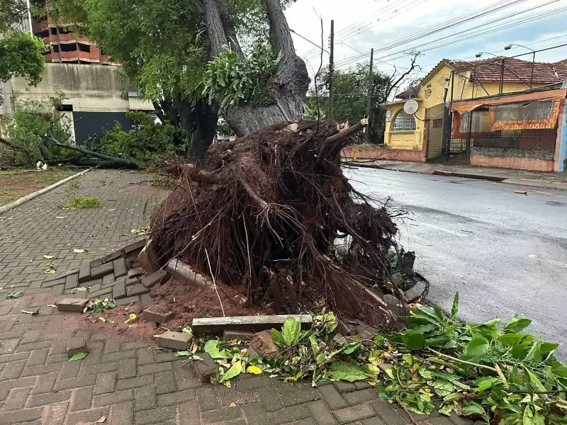 Tempestades com ventania assustam região de Assis: árvores caídas e alagamentos tomam ruas