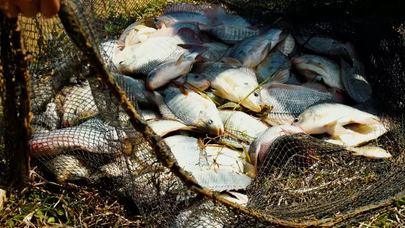 Tilápia na lista de invasoras: 4 impactos para produtores e meio ambiente
