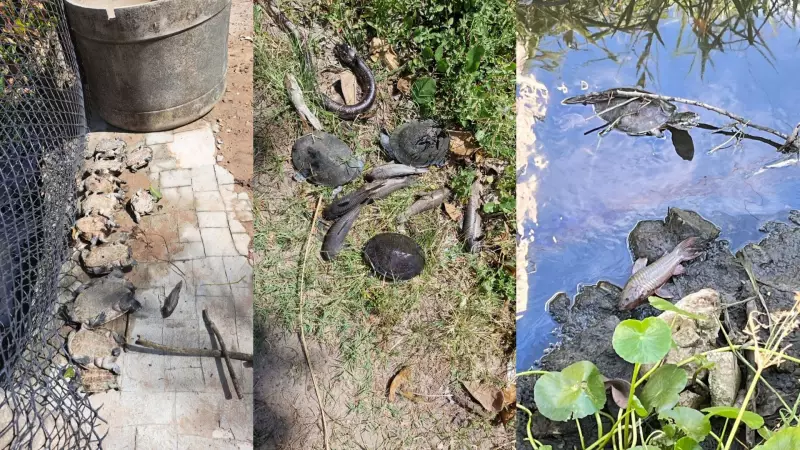 Vazamento de Querosene de Avião Contamina Canal no Recife: Animais Mortos e Mau Cheiro Aterrorizam Moradores