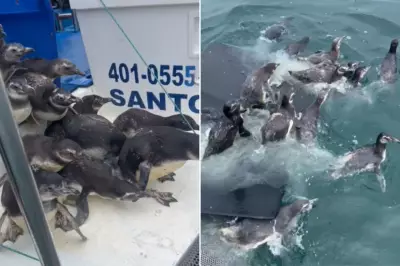 Cena emocionante: Pinguins resgatados retornam ao mar em SP após reabilitação | VÍDEO