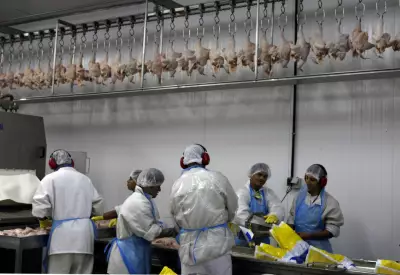 China reabre mercado para frango brasileiro após suspensão por gripe aviária